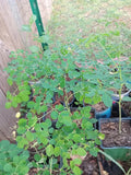 Moringa Live Plant with Free Seeds | Superfood Gardening | Nutrient-Rich Moringa Oleifera