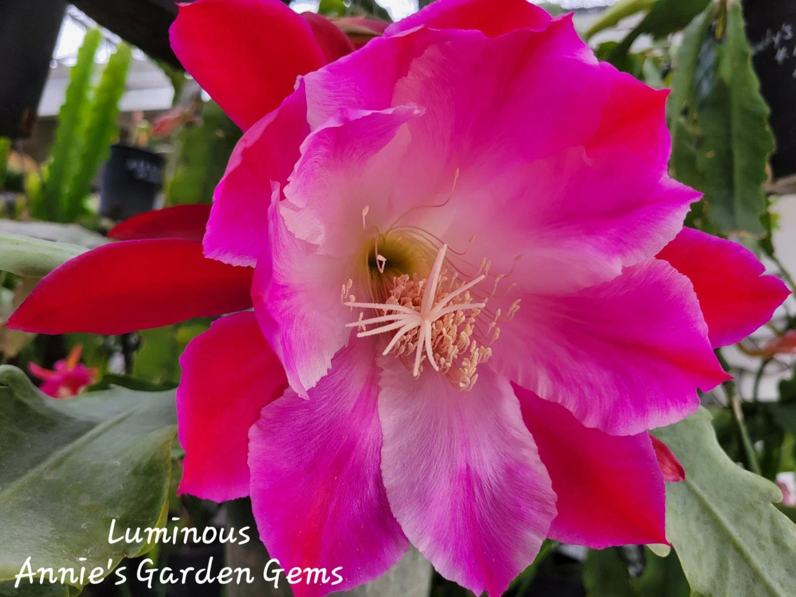 Epiphyllum Luminous Orchid Cactus - 4 Inch Pot, Well Rooted, XL Flowers, Epiphyllum oxypetalum