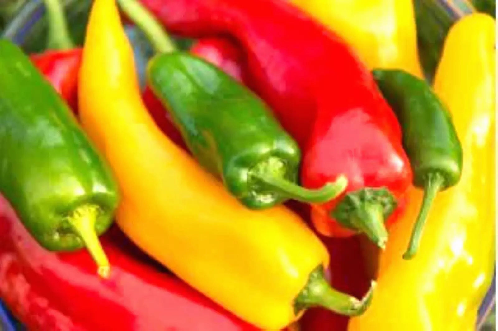 Corno di Toro Sweet Pepper Seeds - 50+ Non-GMO Seeds for Gardening - Capsicum annuum