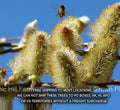 French Pink Pussy Willow Cuttings - Easy to Root - Cut Flower for Arrangements - Salix discolor