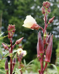 Red Burgundy Okra Seeds - 200 Non-GMO Heirloom Seeds | Abelmoschus esculentus | USA Seller, Free Shipping