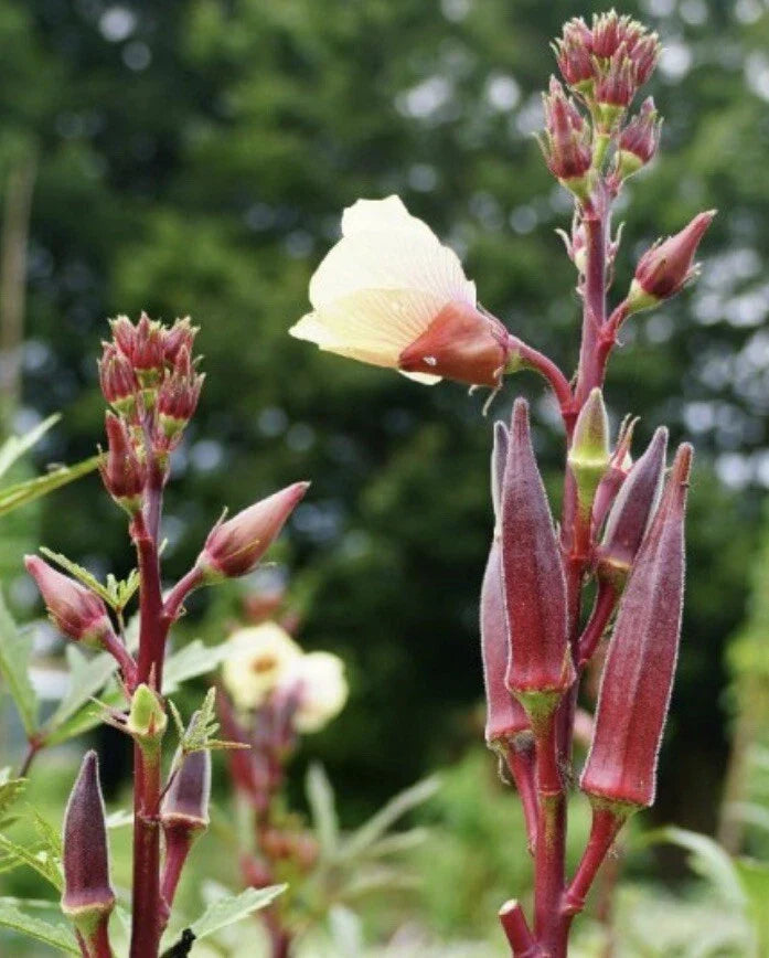 Red Burgundy Okra Seeds - 200 Non-GMO Heirloom Seeds | Abelmoschus esculentus | USA Seller, Free Shipping