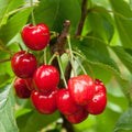Red Bush Cherry Plant, 1 Rooted Starter, Tart Red Fruit, Prunus × kerrasis, Zones 3-8, No Pesticides, Edible Landscaping