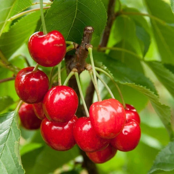 Red Bush Cherry Plant, 1 Rooted Starter, Tart Red Fruit, Prunus × kerrasis, Zones 3-8, No Pesticides, Edible Landscaping