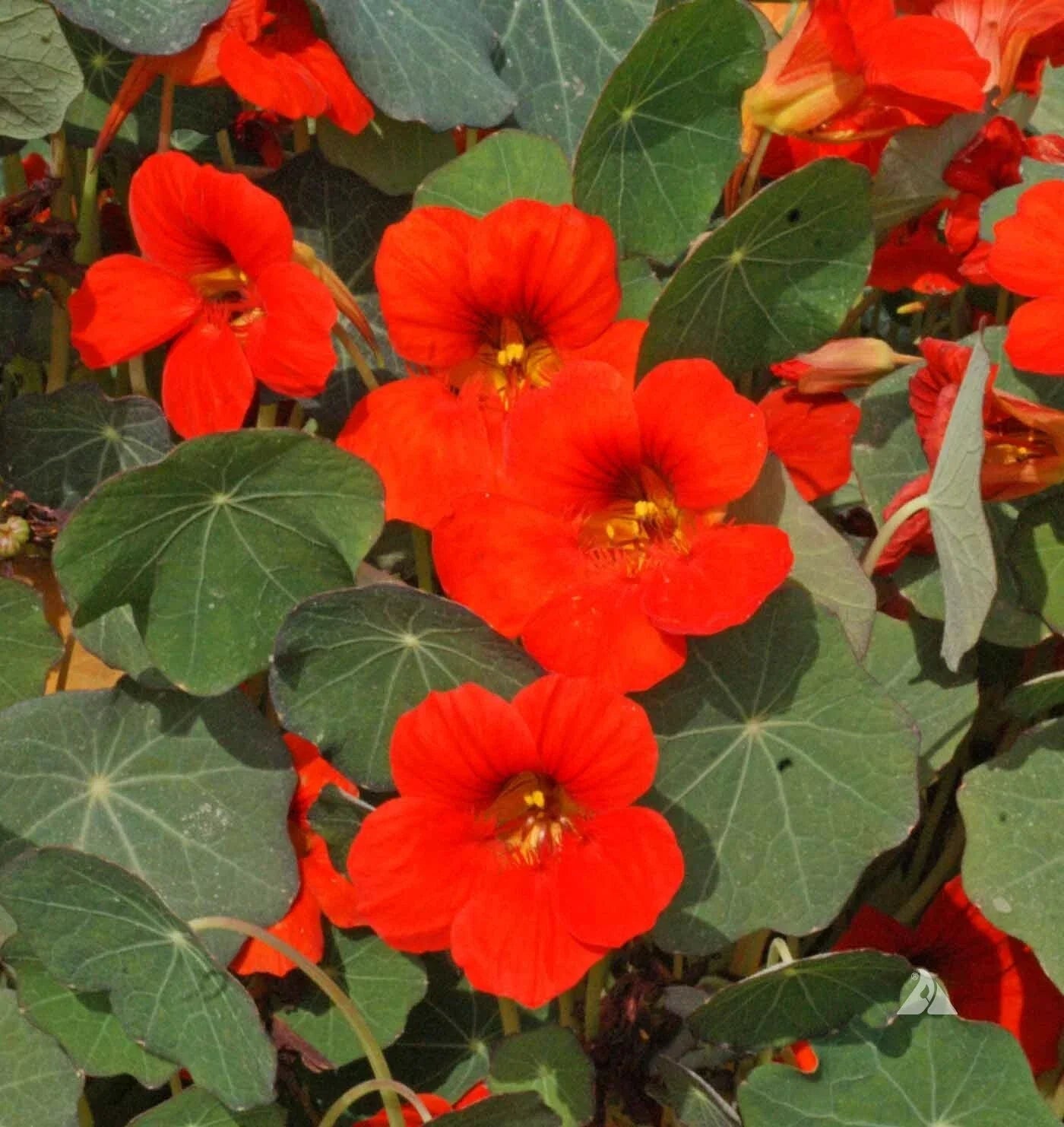 Nasturtium Seeds 30 Ct Empress of India Dwarf Flower Annual Wildflower (Tropaeolum majus)