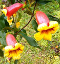 Live Plants - Tangerine Beauty Bignonia Capreolata - Yellow Orange Flowering Vine