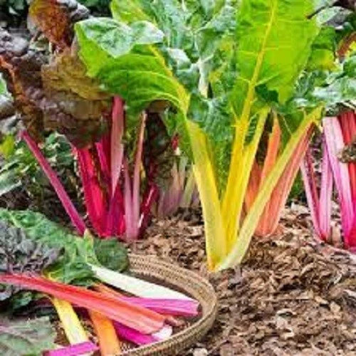 Organic Rainbow Swiss Chard Seeds - Premium Heirloom Variety for Delicious Home Gardening - Beta vulgaris subsp. cicla