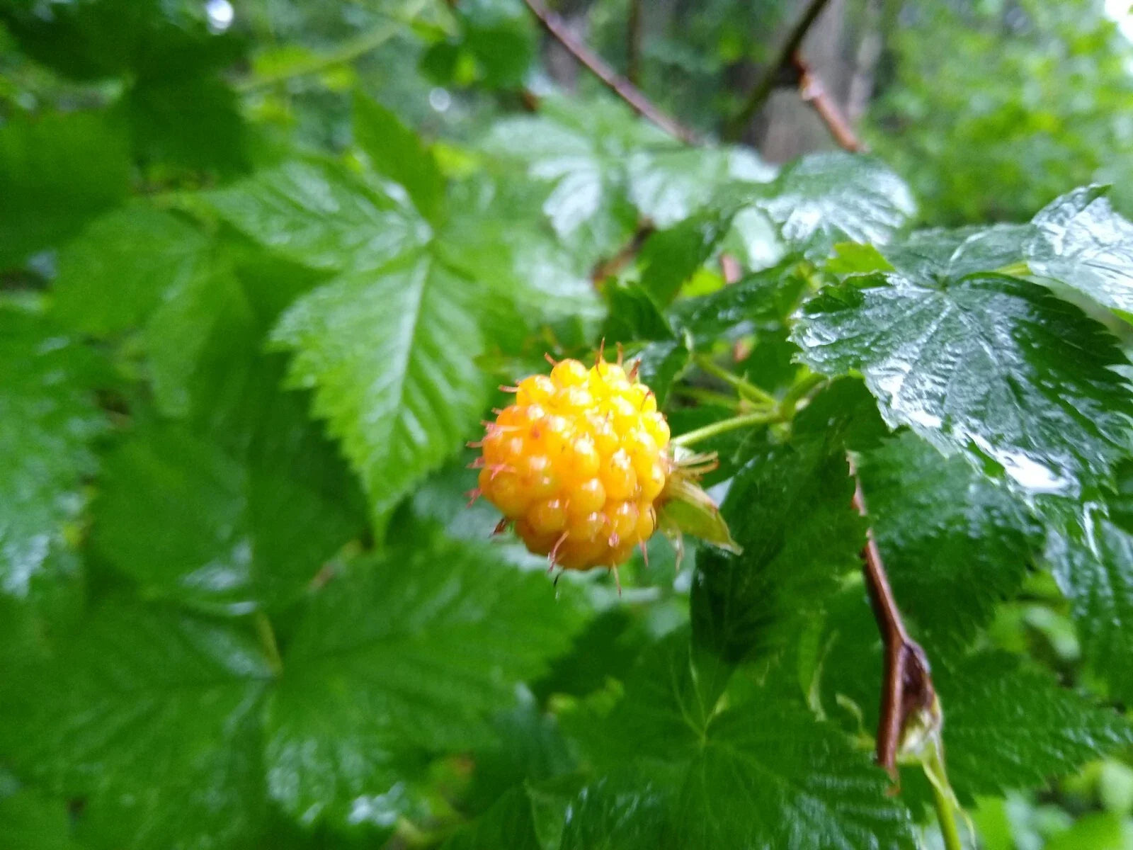 Salmonberry Root Cuttings - 5 Live Organic Rhizomes - Rubus spectabilis - Natural Plants for Garden and Landscaping