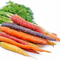 Rainbow Carrot Seeds for Planting, Non-GMO Heirloom, 750 Count, Daucus carota