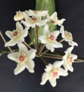 Hoya oblongacutifolia Rooted Plant 2.5" Pot Houseplant