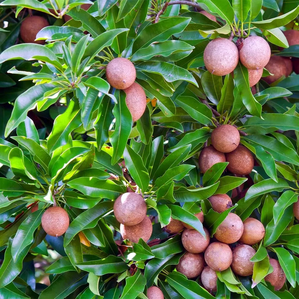 Sapodilla Tree Seeds - Tropical Chicle Variety - Manilkara zapota "Brown Sugar Fruit"