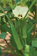 Spineless Okra Seeds - 250 Count - Non-GMO, Heirloom - Abelmoschus esculentus - Grown in USA, Ships from Iowa