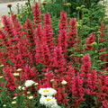 Raspberry Hyssop Seeds - 100 Perennial Flower Seeds - Agastache - Aromatic Herb - USA Seller