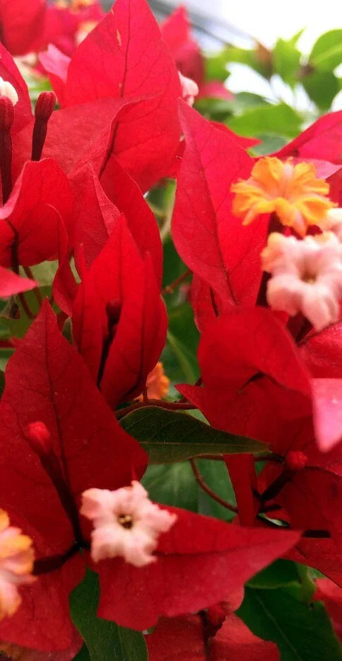 Ruby Bougainvillea Starter Plant - Well Rooted Plug - Bougainvillea glabra - USA Seller