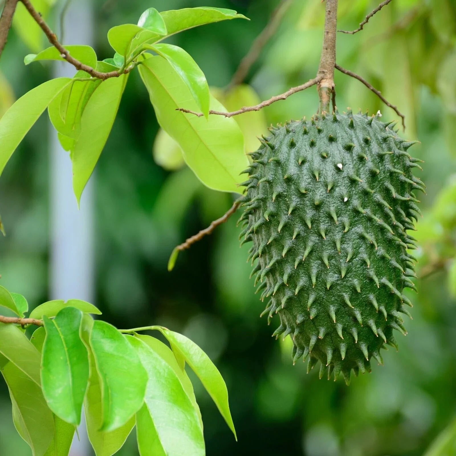 Soursop 'Guanabana' Tree - Live Plant in 3-Inch Pot - Annona muricata - Tropical Fruit Tree