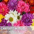 Chrysanthemum Seeds Bountiful Mix 200+ Seeds Annual Flower Seeds (Mum Flower) - Perfect for Garden Planting