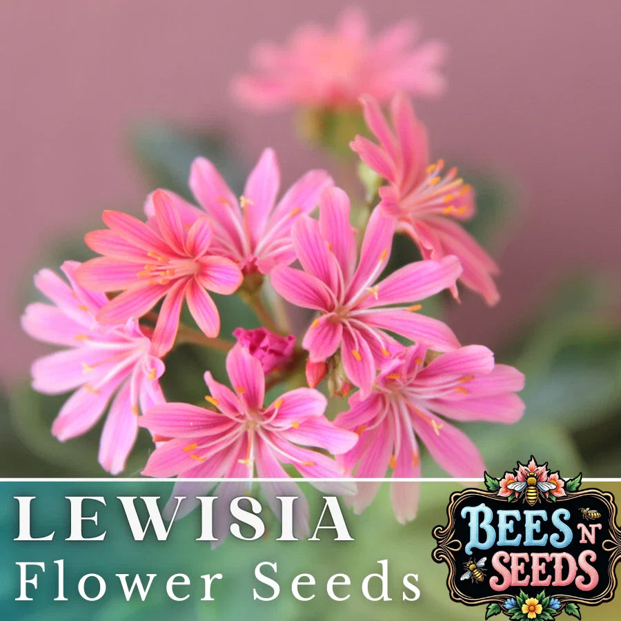Pinkie Lewisia Seeds, Non-GMO Flower Seeds, 35 or 100 Seeds, Lewisia cotyledon, Pink Flowering Garden Plant
