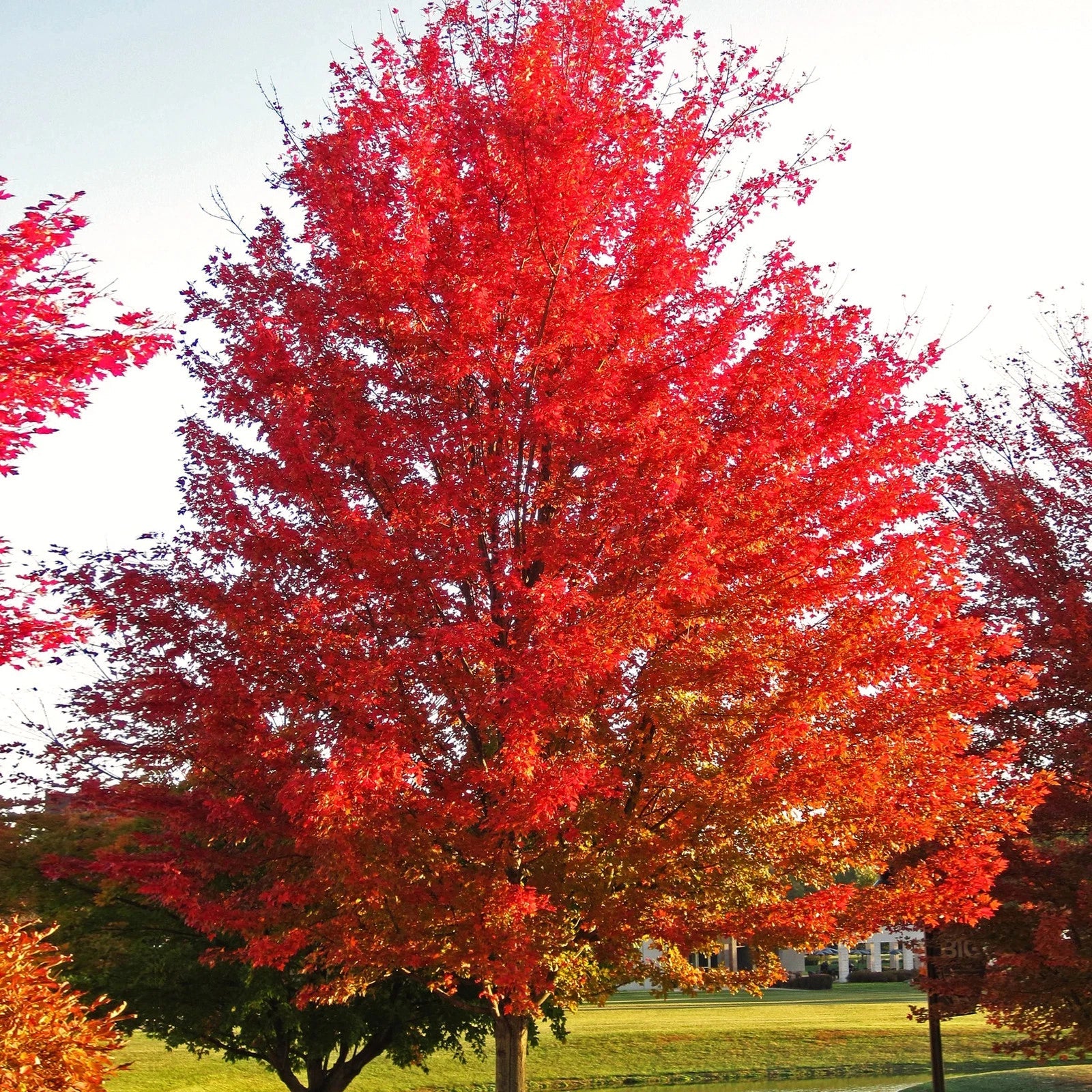 Red Maple Tree Seeds - Acer Rubrum Illinois Scarlet - Perfect for 2025 Planting - Canadian Variety