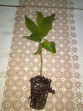 Jamaican Cherry Strawberry Tree 4" Potted Plant Muntingia calabura Flowering Buds Fast Growing Sweet Fruit