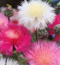 Sweet Sultan Seeds - 100 Pack - Fragrant Cut Flower - Centaurea suaveolens - Ships Free with 15+ Items