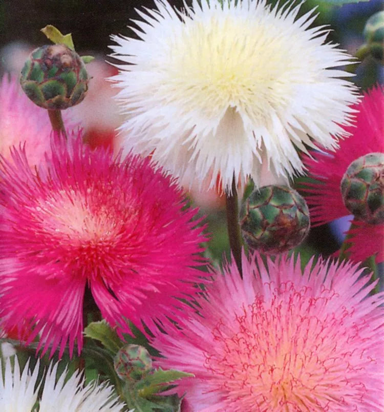 Sweet Sultan Seeds - 100 Pack - Fragrant Cut Flower - Centaurea suaveolens - Ships Free with 15+ Items