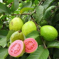 Pink Guava Tree Live Plant 7-8 Inch - Sweet Psidium Guajava