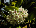 Hoya Australis Wax Flower Vine Starter Plant, Solid Green, Indoor Houseplant, Tropical Foliage, Easy Care