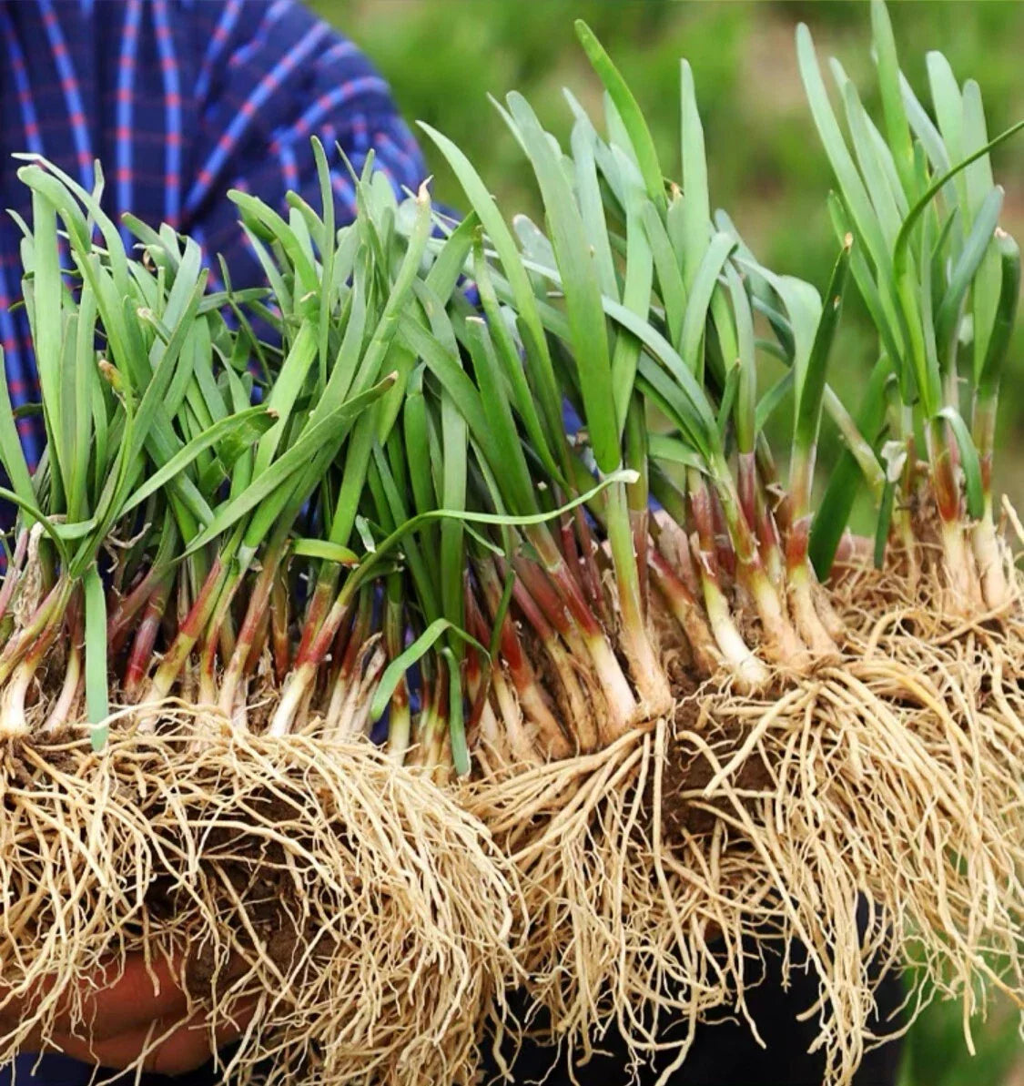 Live Chinese Chives Roots - Ready to Plant - Allium tuberosum - Fresh Culinary Herb