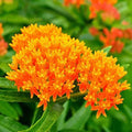 Orange Milkweed Seeds - Tuberosa Perennial - Monarch Butterfly Host Plant - Non-GMO - 50 Pack