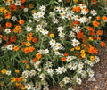 Zinnia Seeds Mix - 100+ Linearis Variety for Garden Planting - Zinnia elegans - USA
