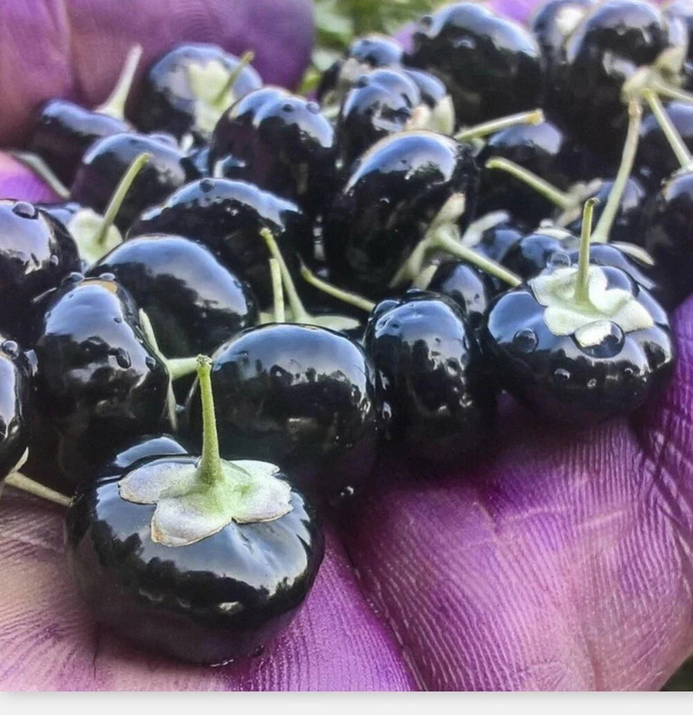 Black Goji Berry - 10 Seeds Himalayan Black Wolfberry (Lycium ruthenicum) for Planting