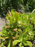 Lot of 3 Fresh Cuttings Succulent Plant Sedum Dendroideum 5”+ Green