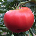 Ponderosa Pink Tomato Seeds 50 Ct Heirloom Non-GMO Vegetable Seeds Lycopersicon lycopersicum