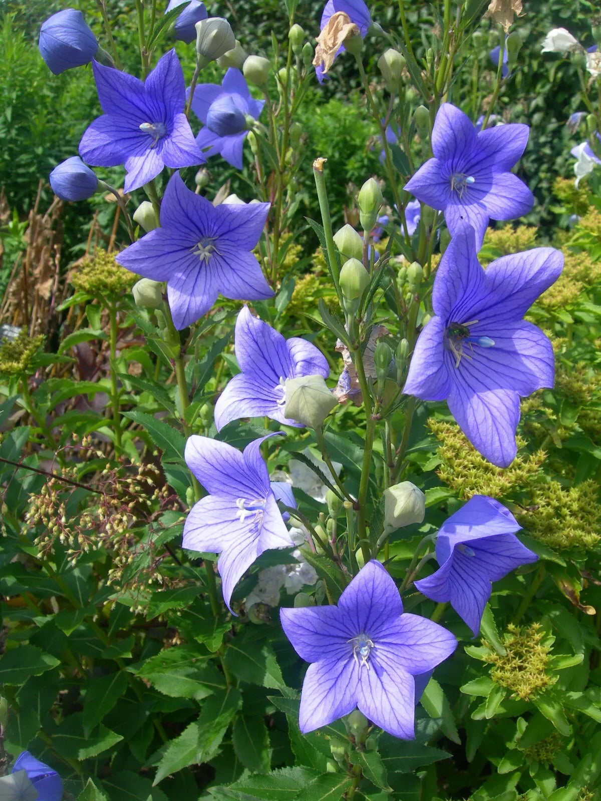 500 Balloon Flower Seeds, Toraji Variety, Non-GMO, Platycodon grandiflorus, Free Shipping