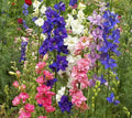 Larkspur Delphinium Mix Seeds - Tall Spring Blooms - Non-GMO - 1000 Count - Flower Garden Seeds