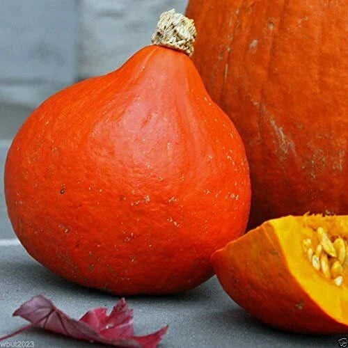 Japanese Red Kuri Squash Seeds | Uchiki Kuri | Heirloom Non-GMO | Cucurbita maxima