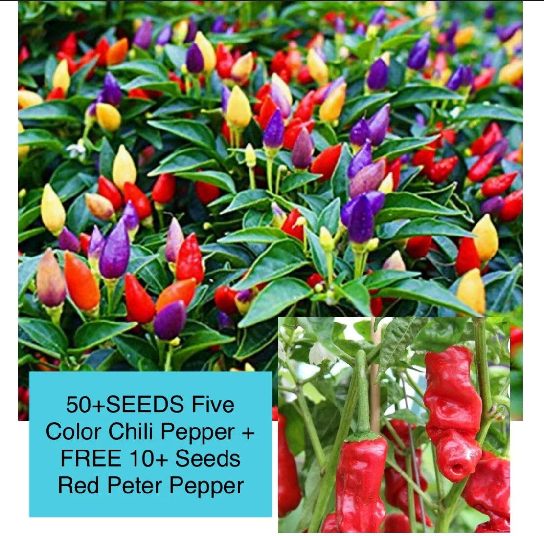 Five Color Chili Pepper Seeds - 50+ Rainbow Chili Seeds with 10+ Free Peter Pepper Seeds - Capsicum annuum
