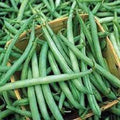 Stringless Green Bean Seeds - Premium Non-GMO - Early Variety - Phaseolus vulgaris
