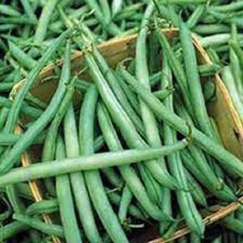 Stringless Green Bean Seeds - Premium Non-GMO - Early Variety - Phaseolus vulgaris