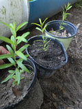 Pomegranate Tree Seedling 12" Parfianka Variety Punica Edible Fruit Plant