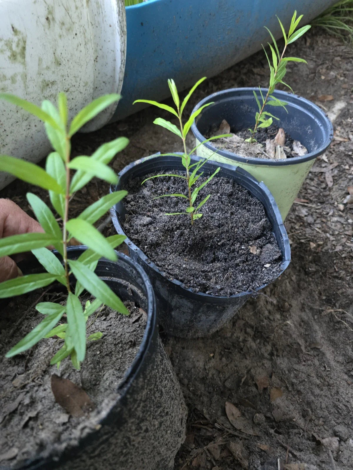 Pomegranate Tree Seedling 12" Parfianka Variety Punica Edible Fruit Plant