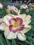 Daylily Live Starter Plant, Bareroot, Hemerocallis 'Monterrey Jack'