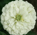 White Zinnia Flower Seeds - 100+ Polar Bear - Annual Garden Seeds for Bees and Birds - Zinnia elegans