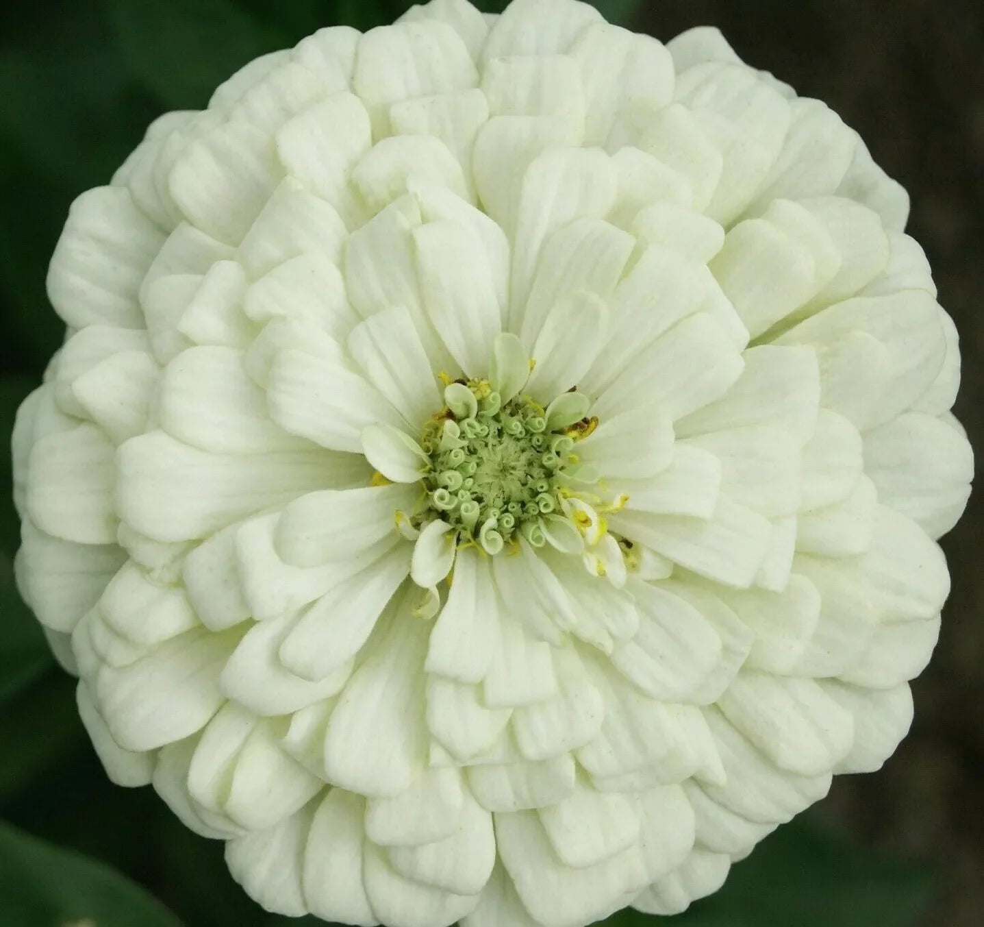 White Zinnia Flower Seeds - 100+ Polar Bear - Annual Garden Seeds for Bees and Birds - Zinnia elegans