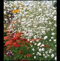 Baby's Breath Flower Seeds - 100/500/1000 White Gypsophila Elegans for Easy Bouquets