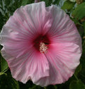 Rose Mallow Seeds 200+ Mixed Color Lavatera Trimestris Flowers - Heirloom Garden Seeds, Perennial Blooms