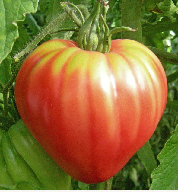 Heirloom Tomato Seeds - Red Bull Oxheart - Indeterminate Non-GMO - 30 Seeds - Slicing Tomato