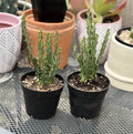 Euphorbia Knuthii Live Rooted Cactus Plant - Unique Green Succulent, Indoor/Outdoor Houseplant, Drought-Tolerant Decor