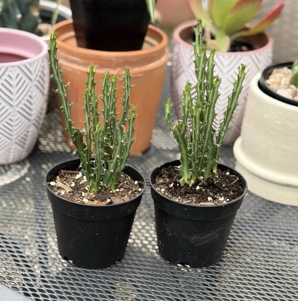 Euphorbia Knuthii Live Rooted Cactus Plant - Unique Green Succulent, Indoor/Outdoor Houseplant, Drought-Tolerant Decor
