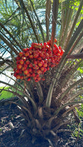 Pindo Palm Sapling - 6-12in - Jelly Palm - Butia capitata - Tropical Indoor/Outdoor Plant